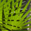 Пальма Сабаль пальмовидный, или Пальметто (лат. Sabal palmetto), семена