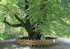 Липа кавказская (лат. Tilia caucasica), семена