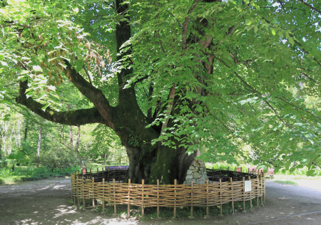 Липа кавказская (лат. Tilia caucasica), семена