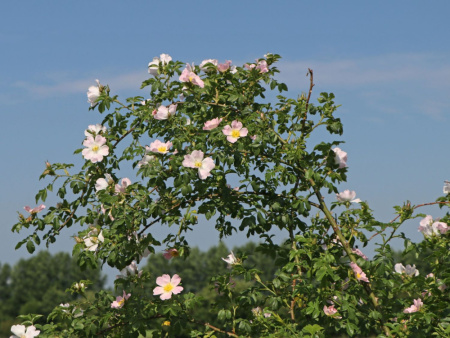 Шиповник собачий, или Роза собачья (лат. Rosa canina), семена