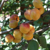 Абрикос обыкновенный (лат. Prunus armeniaca), семена