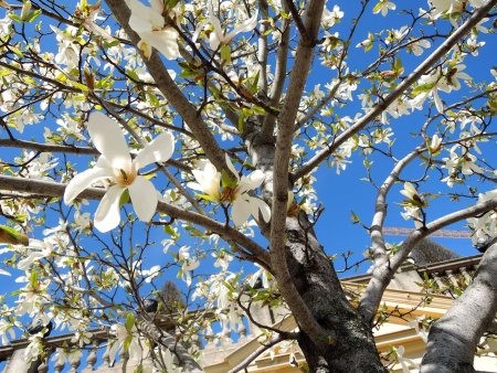 Магнолия кобус (лат. Magnolia kobus), семена