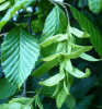 Граб остроплодный (лат. Carpinus oxycarpa), семена