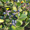 Иглочешуйник зонтичный или Рафиолепис зонтичный (лат. Rhaphiolepis umbellata), семена