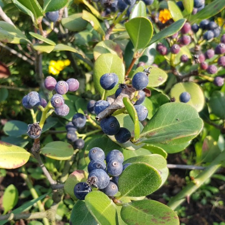 Иглочешуйник зонтичный или Рафиолепис зонтичный (лат. Rhaphiolepis umbellata), семена