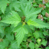 Пузыреплодник калинолистный (лат. Physocarpus opulifolius), семена
