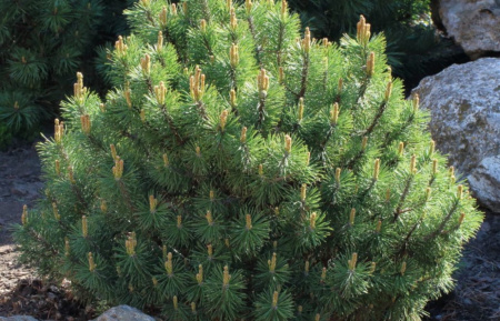 Сосна горная (лат. Pinus mugo), семена