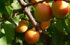Абрикос обыкновенный (лат. Prunus armeniaca), сеянец, 1 шт 