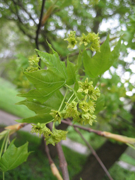 Клен мелколистный, или Клен моно (лат. Acer mono), семена
