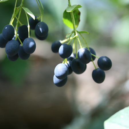 Снежноцвет виргинский или хионантус (лат. Chionanthus virginicus), семена