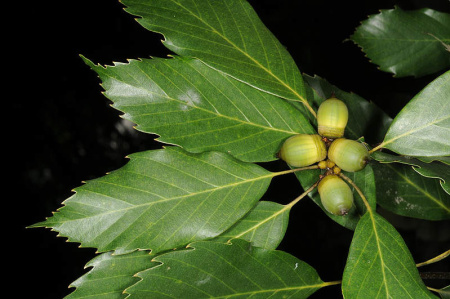Дуб сизый, или Японский голубой дуб (лат. Quercus glauca), семена 