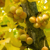 Гинкго Билоба (лат. Ginkgo Biloba), семена