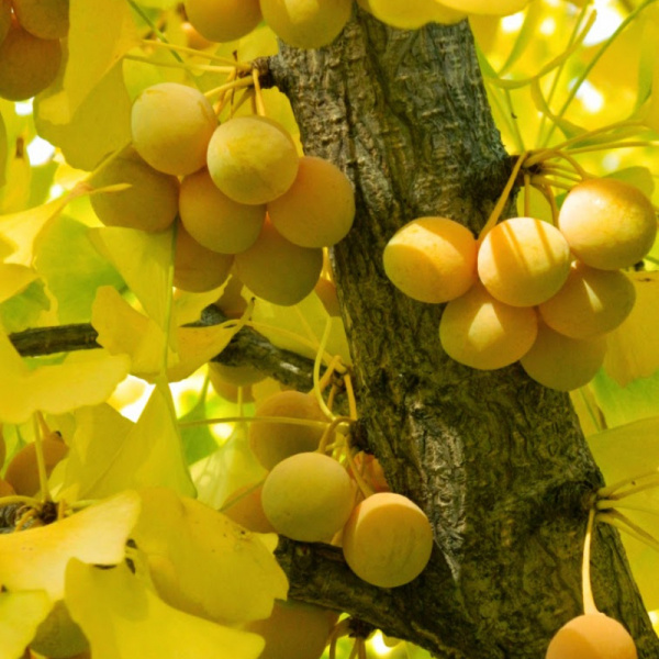 Гинкго Билоба Фастигиата Благон (лат. Ginkgo Biloba 'Fastigiata Blagon'), семена