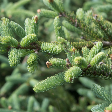 Пихта бальзамическая (лат. Abies balsamea), семена 0,2 грамма