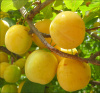 Алыча, или слива растопыренная желтые плоды (лат. Prunus cerasifera), семена