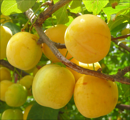 Алыча, или слива растопыренная желтые плоды (лат. Prunus cerasifera), семена
