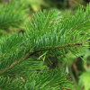 Пихта сахалинская (лат. Abies sachalinensis), семена 0,2 грамма