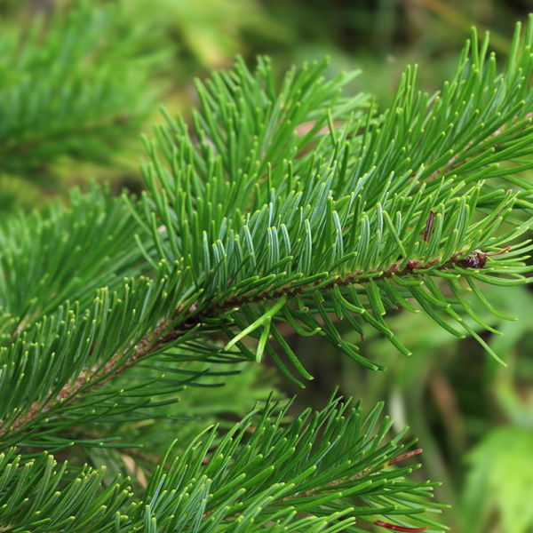 Пихта сахалинская (лат. Abies sachalinensis), семена 0,2 грамма