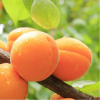 Абрикос маньчжурский "Челябинский ранний" (лат. Prunus mandschurica "Челябинский ранний"), семена