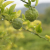 Понцирус Трифолиата, или Колючий лимон (лат. Poncirus trifoliata), семена