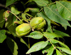 Кария бахромчатая, или Большой косматый гикори (лат. Carya laciniosa), семена