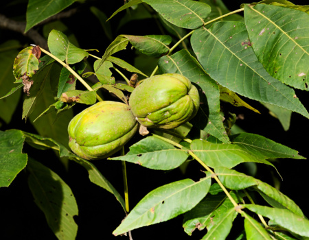 Кария бахромчатая, или Большой косматый гикори (лат. Carya laciniosa), семена
