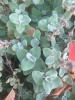 Шалфей лекарственный (лат. Salvia officinalis), 100 шт