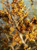 Облепиха крушиновидная (лат. Hippоphaë rhamnоides), семена