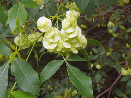 Птелея трехлистная (лат. Ptelea trifoliata), семена