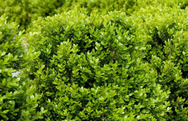 Самшит вечнозеленый (лат. Buxus sempervirens), саженец, 1 шт