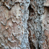 Сосна желтая, или орегонская, или тяжелая (лат. Pinus ponderosa), семена 
