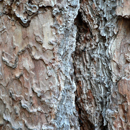 Сосна желтая, или орегонская, или тяжелая (лат. Pinus ponderosa), семена 