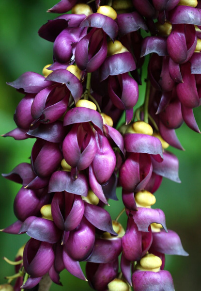 Мукуна вечнозелёная (лат. Mucuna sempervirens) 5 шт, семена