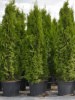 Туя западная Смарагд (лат. Thuja occidentalis 'Smaragd'), семена