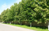 Липа мелколистная (лат. Tilia cordata), семена