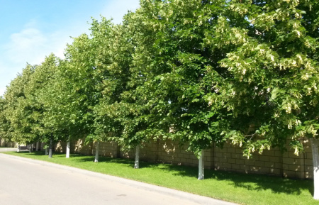 Липа мелколистная (лат. Tilia cordata), семена
