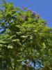 Жакаранда мимозолистная "Фиалковое дерево" (лат. Jacaranda mimosifolia), семена