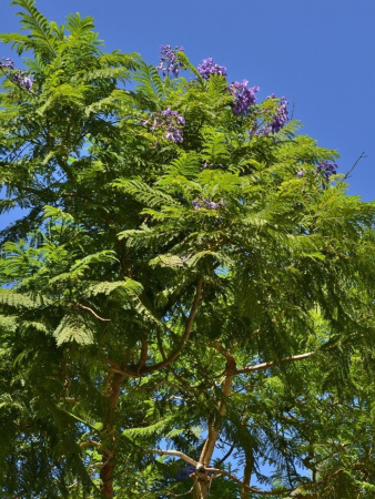 Жакаранда мимозолистная "Фиалковое дерево" (лат. Jacaranda mimosifolia), семена