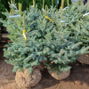 Ель колючая голубая Кейбаб (лат. Picea pungens 'Kaibab'), семена