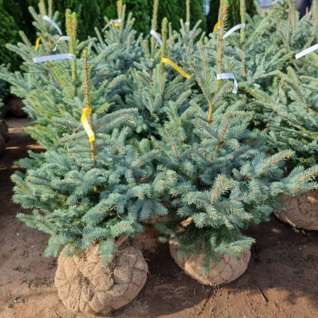Ель колючая голубая Кейбаб (лат. Picea pungens 'Kaibab'), семена