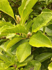 Магнолия кобус (лат. Magnolia kobus), семена