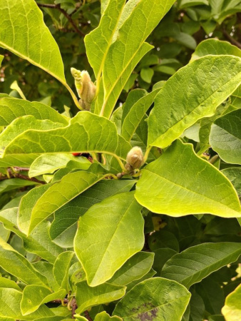 Магнолия кобус (лат. Magnolia kobus), семена