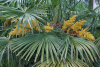 Пальма Трахикарпус Форчуна (лат. Trachycarpus fortunei), семена