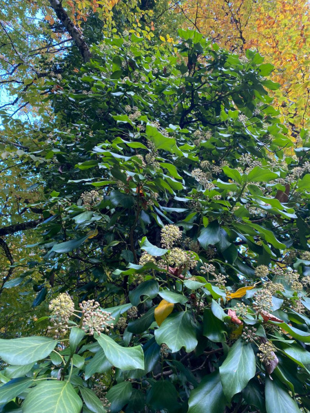 Плющ колхидский (лат. Hedera colchica), семена