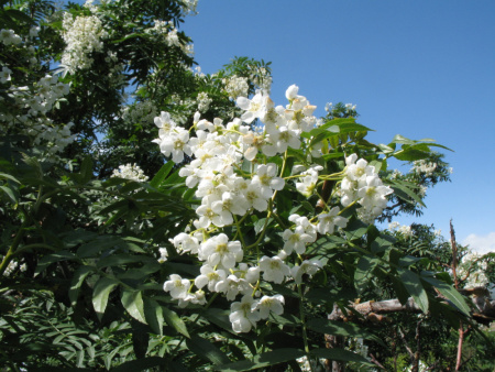Рябина тянь-шаньская (лат. Sorbus tianschanica), семена