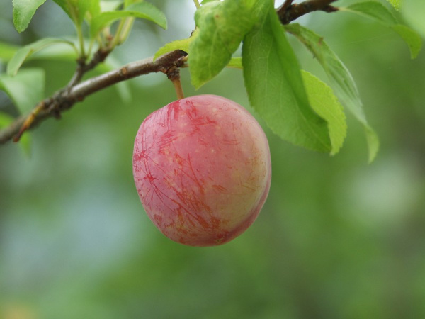 Слива иволистная, или слива китайская, или цзюйлинка (лат. Prunus salicina), семена
