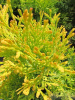 Туя западная Санкист (Thuja occidentalis 'Sunkist'), семена