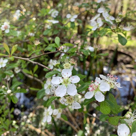 Боярышник крупноплодный (лат. Crataegus aestivalis), саженец, 1 шт