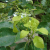 Лавр камфорный, или коричник, или Камфорное дерево (лат. Cinnamomum camphora), семена