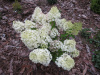 Гортензия метельчатая Бобо (лат. Hydrangea paniculata 'Bobo') С3, саженец